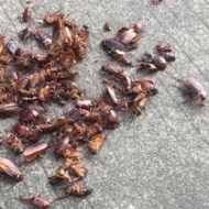 天氣變冷蟑螂都藏到哪去了呢<div   id=