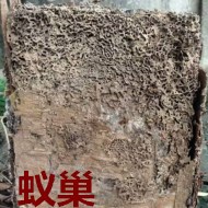 別墅墻體挖出超大白蟻巢?div   id=