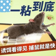 如何使用粘鼠板成功滅鼠<div   id=